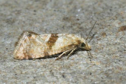 Réf. 263 698 : Cochylidia sp.